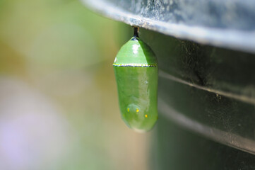 Butterfly cocoon