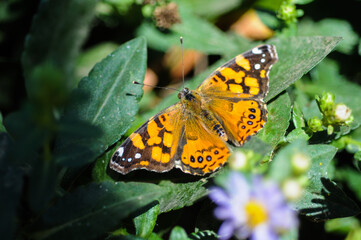 Butterfly landed on green leaf