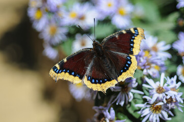 Butterfly landed on bed of flowers