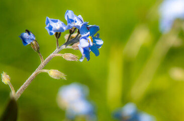 Forget me-not flowers isolated against a blurred background in the late spring...