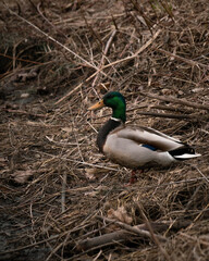 female mallard duck