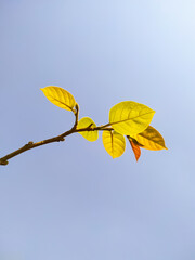 yellow leaves against blue sky