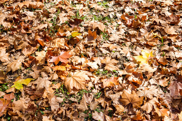 Campos do Jordão Tree Farm Park in autumn, São Paulo, Brazil