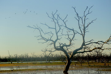 tree on the lake - Bañado la Estrella Formosa