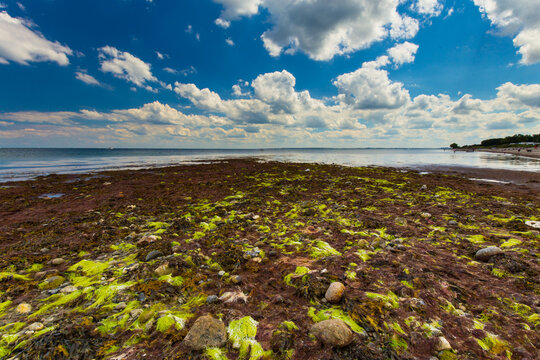 Algen am Strand mit blauem Himmel horizontal