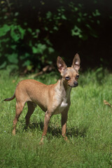 Apple Head Mixed Brown Chihuahua