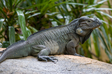 Obraz premium The rhinoceros iguana (Cyclura cornuta) is a threatened species of lizard in the family Iguanidae that is primarily found on the Caribbean island of Hispaniola. The closeup head image