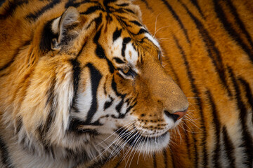 Amazing Tiger