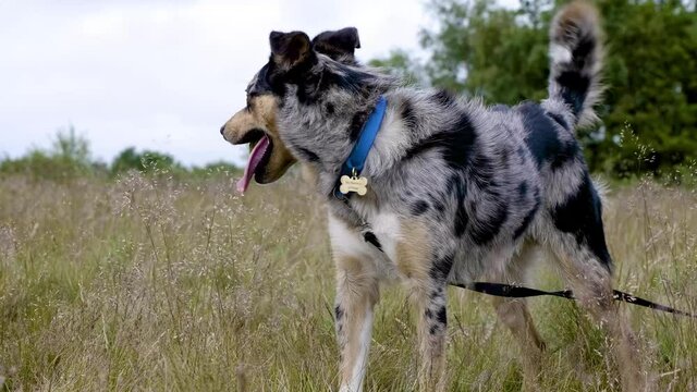 rare tri colour blue merle border collie panting and looking around a field