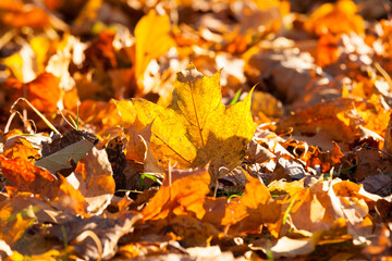 autumn season