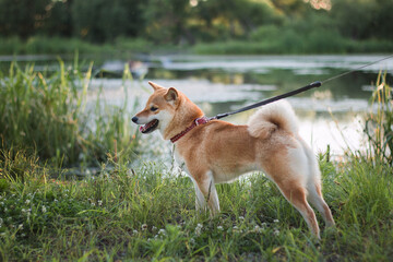 Naklejka na ściany i meble A young dog Shiba inu stands on the Bank of a pond on the green grass in the rays of the summer sun at sunset