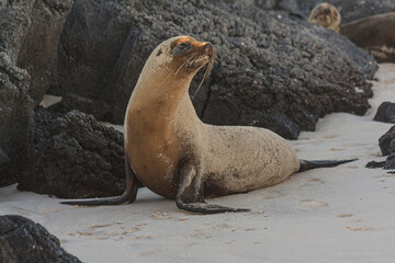 Galapagos Sea Lion on a beach with a rock in the background