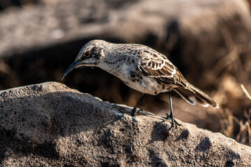 Espanola Mockingbird standing in a rock on a sunny day