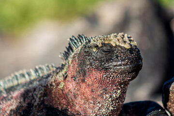 Galapagos Land Iguana close up view low depth of field