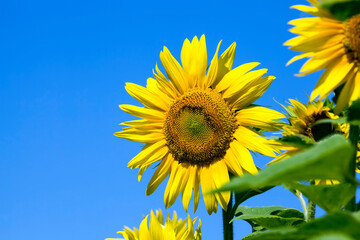 Naklejka premium flower of a beautiful yellow annual sunflower