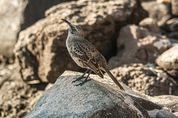 Espanola Mockingbird standing in a rock on a sunny day