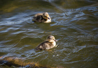 A couple of ducklings going for a swim