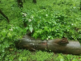 Plakat white flower petals and wet log and plants