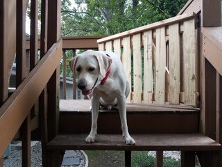 white puppy with red collar at the top of wood stairs