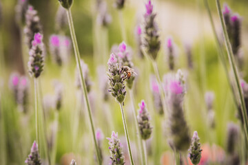 Obraz premium Abejas