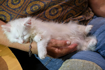 White kitten sleeps in man's arms general plan color