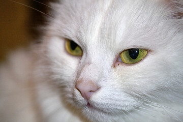portrait of a white cat with yellow eyes low light