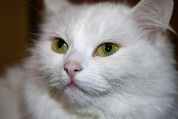 portrait of a white cat with yellow eyes low light
