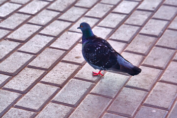 isolated crowd of pigeons on street, city doves eating from street. color