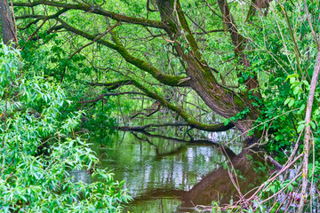 Obraz premium beautiful river in the wild forest