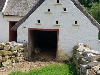 white building with pig and rock wall