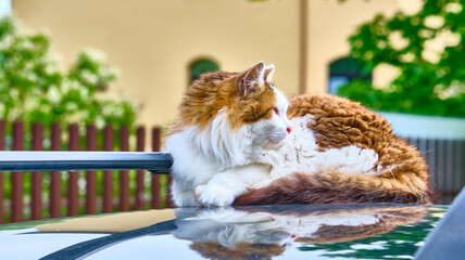 beautiful cat on the roof of the car color