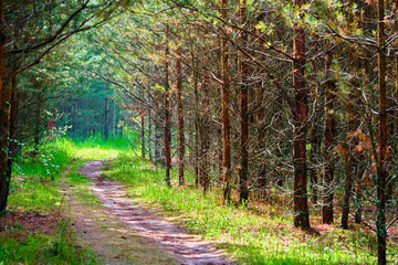 beautiful path in the marvelous forest color