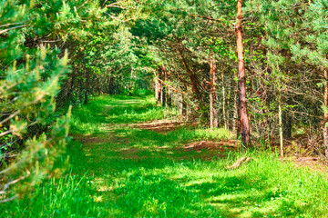 beautiful path in the marvelous fores color