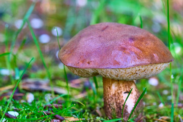 Beautiful mushroom hog growing in the grass color