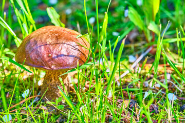 Beautiful mushroom hog growing in the grass color