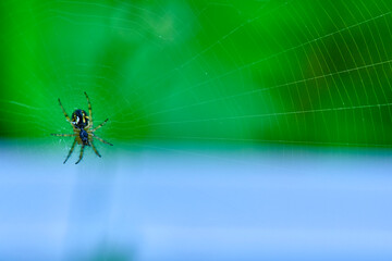 Spider hangs on the web general plan color