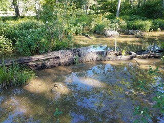 Naklejka na ściany i meble decomposing wood log in water in lake or wetland