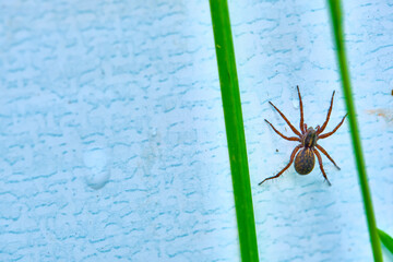 spider on the wall hid in the grass color