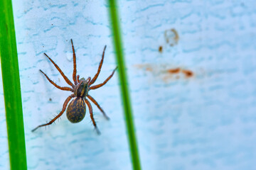 spider on the wall hid in the grass color