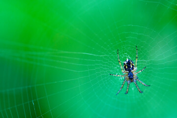 Spider hangs on the web general plan color