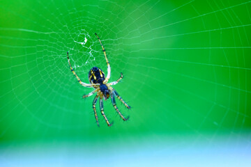 Spider hangs on the web general plan color