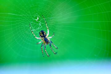 Spider hangs on the web general plan color