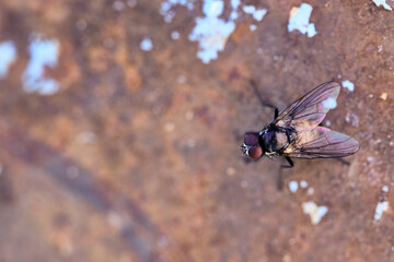 photo of a garden fly on an iron rusty surface