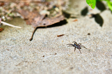 Spider sits on the sand selective focus color