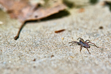 Spider sits on the sand selective focus color
