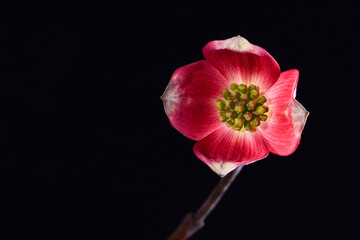 Spring Flowers in Studio Light
