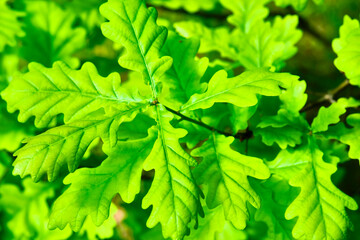 beautiful leaves of young oak color general plan