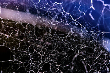 Beautiful spider web general plan color nature