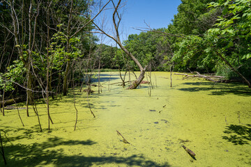 Swamp bog with algae and pond scum, with overgrown tree roots. Taken at Minneopa State Park in...