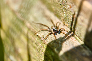 Spider sits on a macro board color